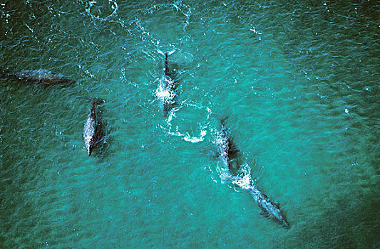 灰鲸,群,航拍,下加利福尼亚州,墨西哥