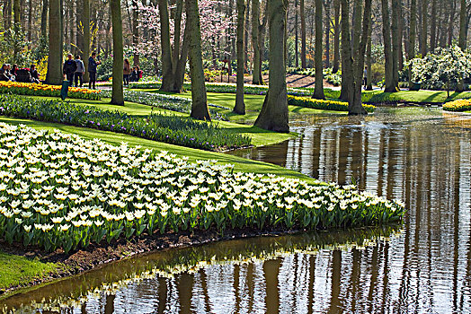 荷兰南部,库肯霍夫公园,春天,花园,四月
