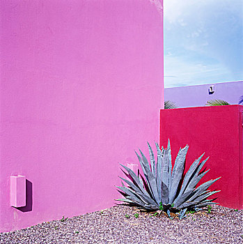 两个,涂绘,粉色,墙壁,花园,房子,墨西哥,雕刻,形态,大,龙舌兰属植物
