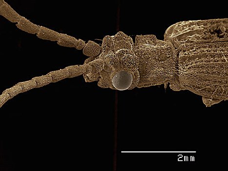 头部,甲虫,甲虫类,扫描,电子显微镜