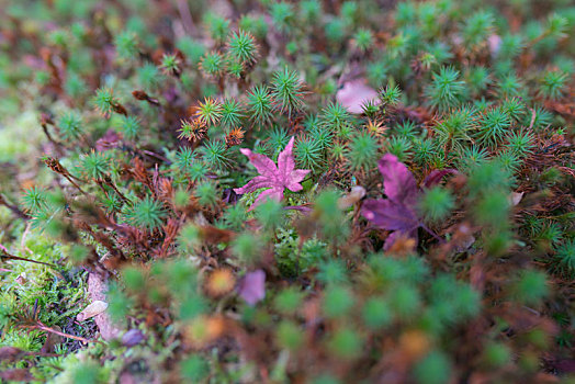 绿色苔藓地背景,日本京都寺庙园林苔藓植被