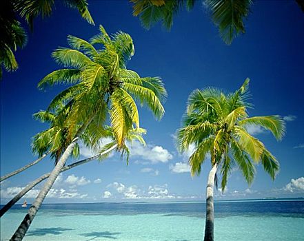 棕榈树,海洋,马尔代夫,印度洋
