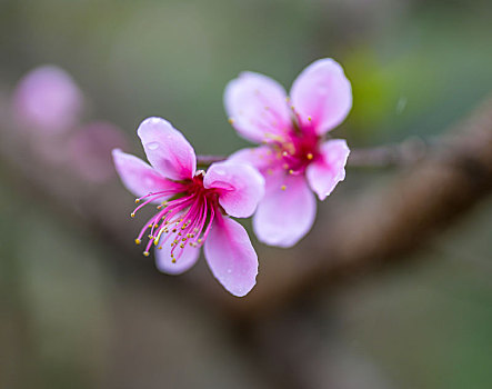 细雨中的桃花盛开烟雨迷蒙乱人眼