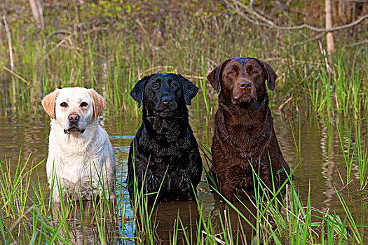 拉布拉多犬,狗,三个,水中