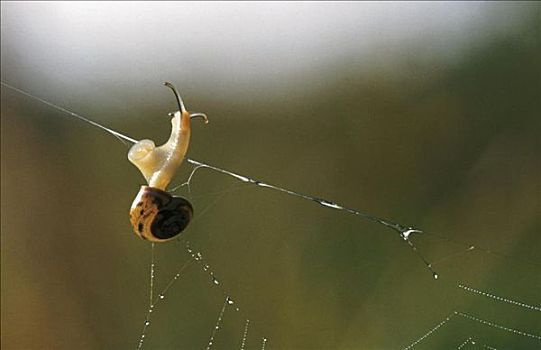 蜘蛛网,露珠,攀登