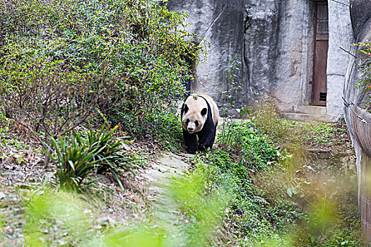 可爱,大熊猫,动物园