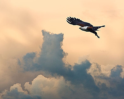非洲鱼鹰,飞行,漂亮,日落,天空