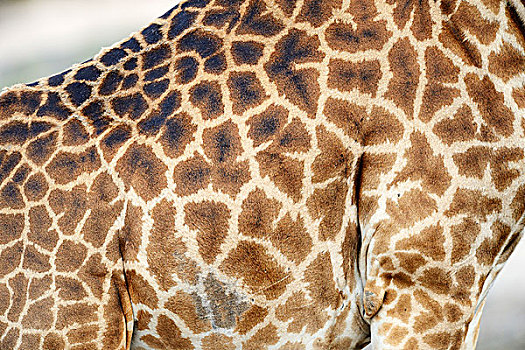 马赛长颈鹿,特写,身体,外套,图案,马赛马拉国家保护区,肯尼亚,非洲