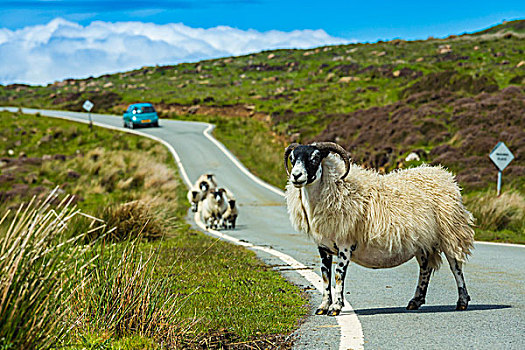 绵羊,途中,靠近,斯凯岛,苏格兰,英国