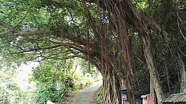 东吴大学风光树木