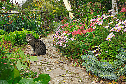 猫,坐,花园,小路,靠近,床,冰植物,景天属植物,大戟