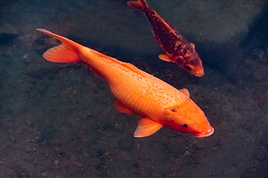 红鲤鱼游动的实图图片