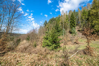 林地图片_林地高清图片_全景视觉