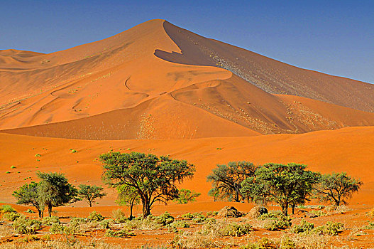 索苏维来地区,风景,金合欢树,红色,沙丘,纳米比亚,南非