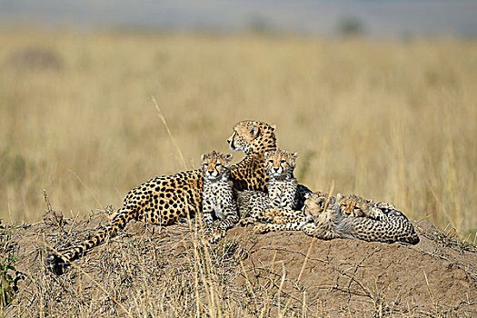 印度豹,猎豹,女性,幼兽,躺着,石头,热带草原,马赛马拉国家保护区,肯尼亚,非洲