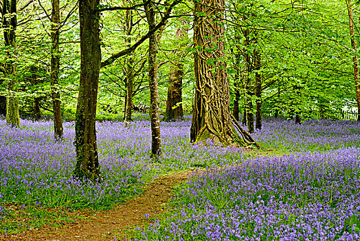 花,普通,野风信子,蓝铃花,树林,靠近,康沃尔,英格兰,英国,欧洲