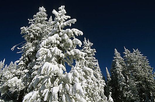 美国,爱达荷,靠近,西部,黄石公园,国家森林,两个,冬景