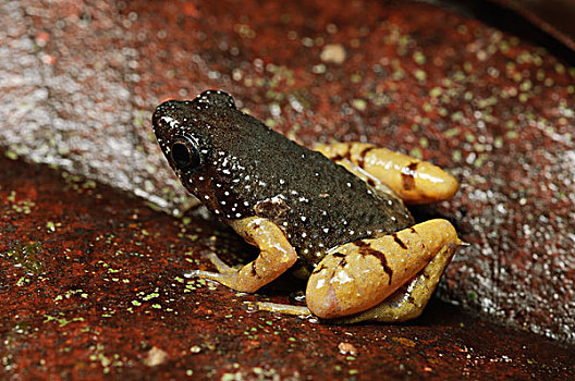 褐色,多刺,青蛙,丹浓谷保护区,马来西亚