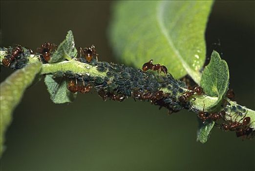 蚂蚁,工蚁,觅食,蚜虫,生物群,瑞士