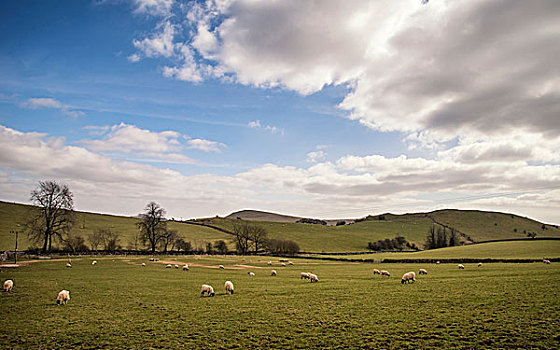 绵羊,农场,风景,晴天,峰区,英国