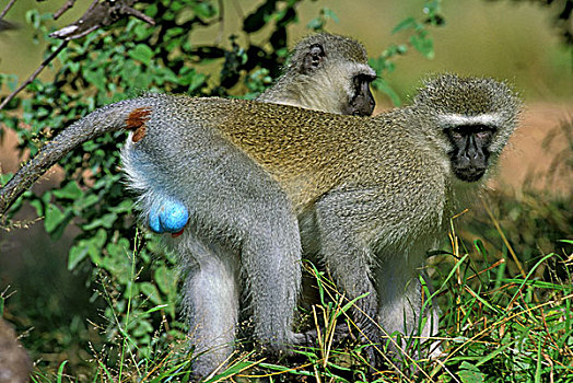 长尾黑颚猴,绿猴,一对,站立,枝条,克留格尔公园,南非