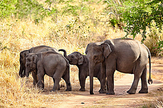大象,国家公园,斯里兰卡