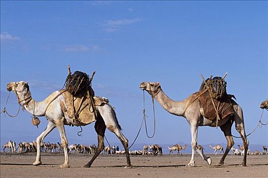 骆驼,装载,水,联结,一起,驼队,靠近,水潭,边缘,部落,游牧,游牧部落,生活方式,牧群