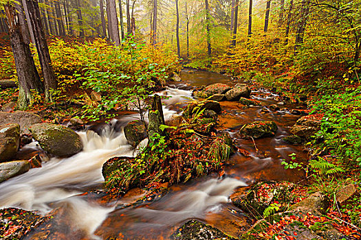 秋天,彩色,叶子,木头,急流,河,国家公园,哈尔茨山