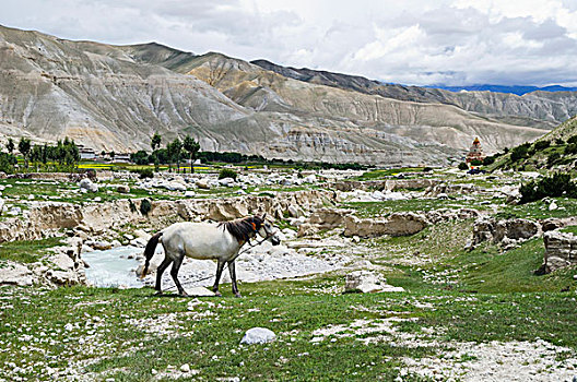 尼泊尔,白马,放牧,圣骨冢,背景