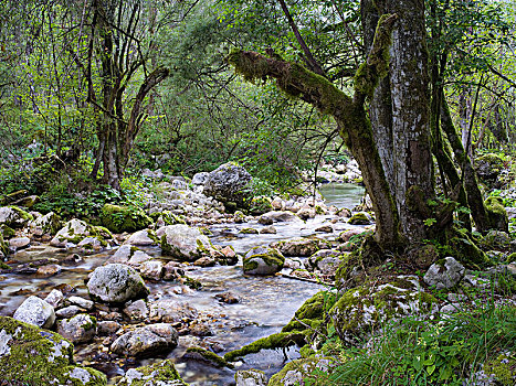 水,小树林,特拉维夫,国家公园,朱利安阿尔卑斯,斯洛文尼亚