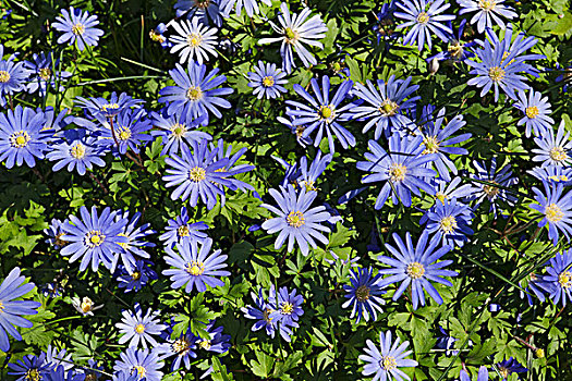 蓝色,银莲花,花,春天