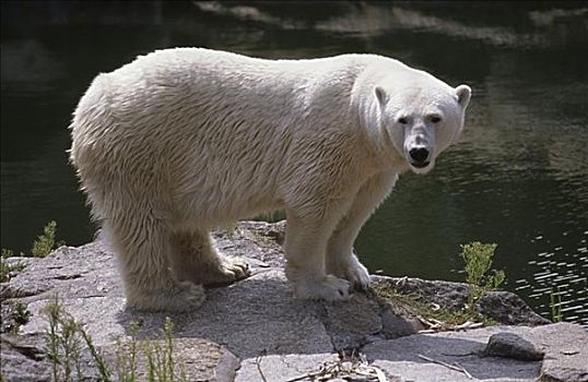 北极熊,站立,水
