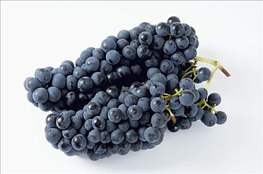 黑葡萄,品种