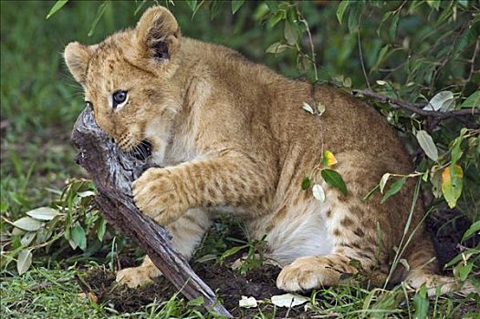 肯尼亚,纳罗克地区,马赛马拉,幼狮,马赛马拉国家保护区