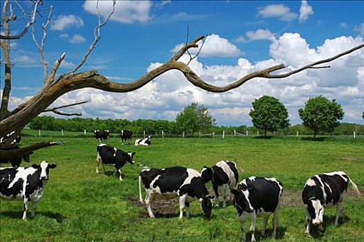 黑白花牛,母牛,放牧,死,扭曲,树