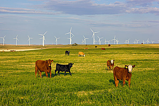 家牛,风车,收获地,传统,农事,艾伯塔省,加拿大