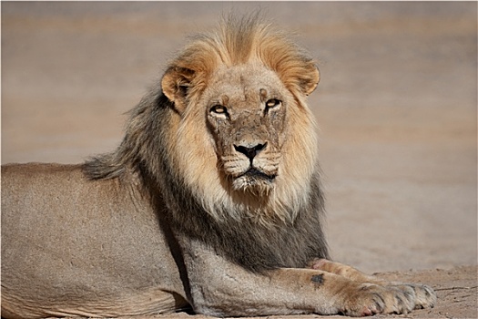大,雄性,非洲狮