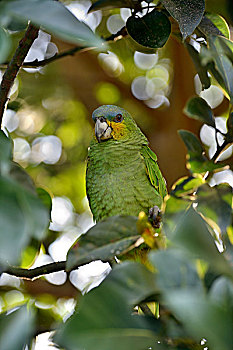亚马逊河,亚马逊河鹦鹉,坐,树上,亚马逊雨林,靠近,塔帕若斯河,地区,巴西,南美