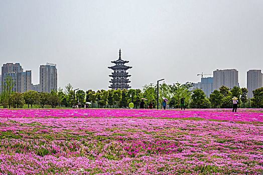 花海,芝樱花海