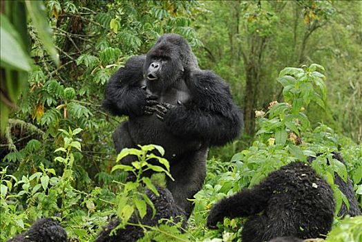 山地大猩猩,大猩猩,银背大猩猩,展示,击打,胸部,火山国家公园,卢旺达