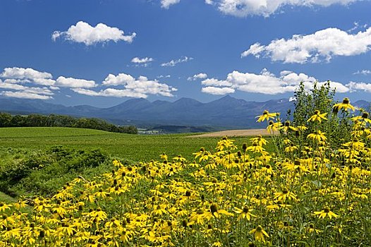 黄花,地点