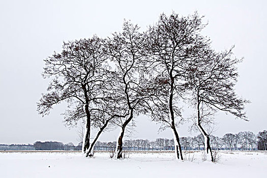 风景,冬天,雪,普通,桤木,树,普通赤杨,自然保护区,石荷州,德国,欧洲