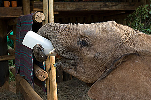 非洲象,幼兽,孤儿,用瓶子喝,大象孤儿院,内罗毕,肯尼亚