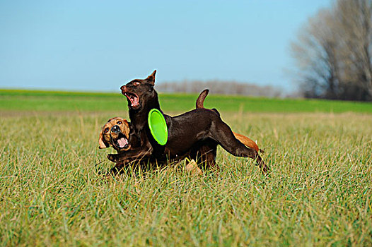 黄色拉布拉多犬,巧克力,色彩,澳大利亚,玩,草地,飞盘