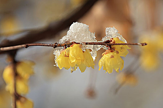 雪里花,腊梅