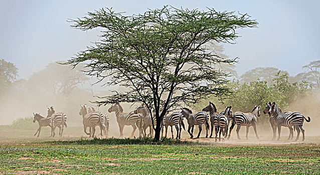 肯尼亚,牧群,斑马,灰尘