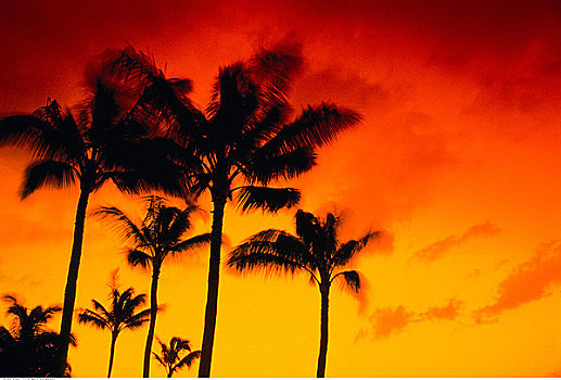 剪影,棕榈树,日落,夏威夷大岛,夏威夷,美国