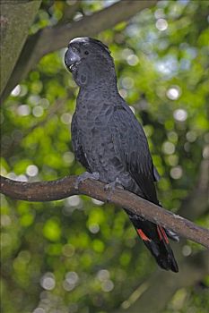 黑色,美冠鹦鹉,昆士兰,澳大利亚