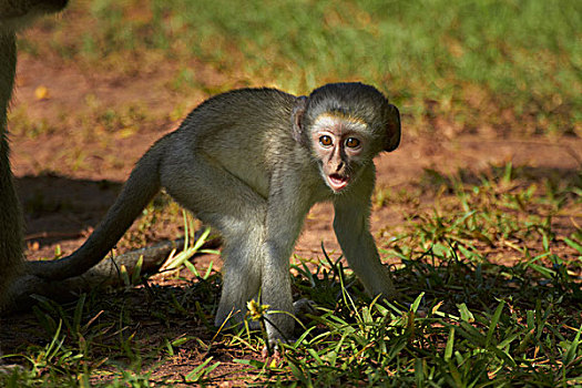 幼仔,长尾黑颚猴,维多利亚瀑布,津巴布韦,非洲