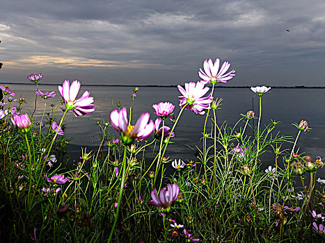 淀山湖的格桑花